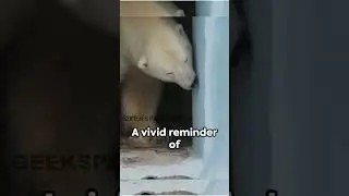 Arctic Without Polar Bears : A Hypothetical Scenario | Geeks Parthiban
