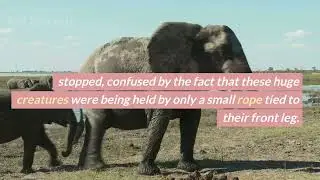 The Elephant Rope short story