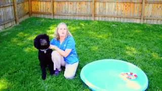 Water Safety Tips for Your Pet