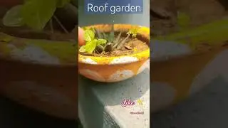 🌱#gardeningdiy #plantcaretips #nature #bestindoorplants #nature #garden #roofgardening #love