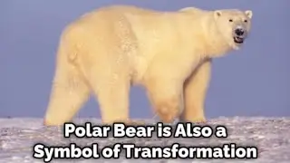 444 Polar Bear Totem Power In Polarities ❄️#fyp #channeledmessage #animaltotem