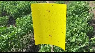 CY 30N2023 #krishikan #sustainableagriculture #stickypads #chilifarming