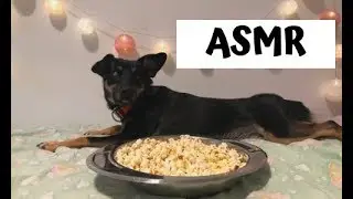 ASMR Dog Eating Popcorn 🍿 #1