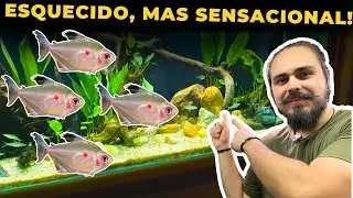 🔴ESSE PEIXE É SUBESTIMADO MAS VAI TE SURPREENDER ( TETRA ROSACEO ) |Mr. Betta|
