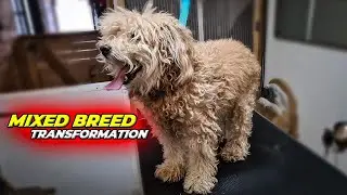 Incredible MIXED BREED Grooning Transformation