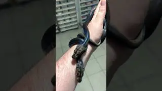 RETICS!!! 🤩🤩🤩🖤🖤🖤🔥🔥 #snake #reptiles #retic #black #animals #breeding #python #pets