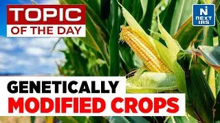 Genetically Modified Crops | GM Crops - UPSC | NEXT IAS