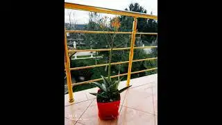 Aloe Maculata in bloom. December