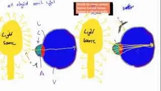 C.3.2. Refractive media in eye (HSC biology)