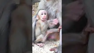 Very funny very cute little baby monkey showing amazing action #shortvideo #babymonkey