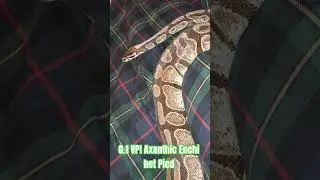 0.1 VPI Axanthic Enchi het Pied #vpi #axanthic #enchi #hetpied #viral #shorts #viralvideo #short