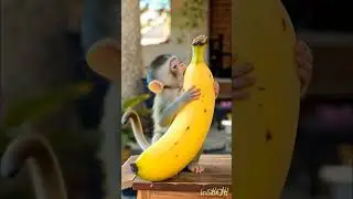 Cute Baby Monkey Full On Banana Mode #shorts