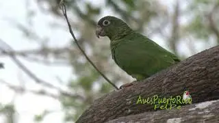 COTORRA PUERTORRIQUE&Ntilde;A viviendo en libertad (Puerto Rican Parrot, Amazona vittata) PELIGRO EXTINCI&Oacute;N