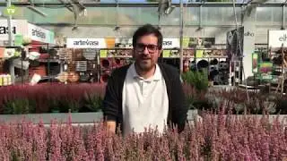 Brezos 
