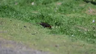 A Female Yellow Headed Blackbird foraging the ground.