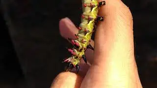 Citheronia laocoon caterpillars