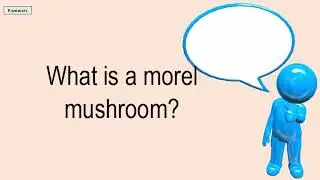 What Is A Morel Mushroom?