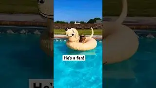 My dog won&rsquo;t get out of the pool! #dog #goldenretriever