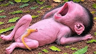 Leo & Baby Monkey: The Most Adorable Comfort Ever Caught on Camera!