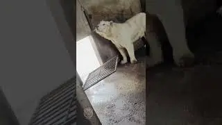 Lion's First Day in New Enclosure Adapting to a New Home