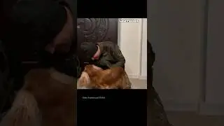 🇺🇦 Ukrainian Soldier Made a Surprise Visit Home. His Dog Was Happy For This Reunion