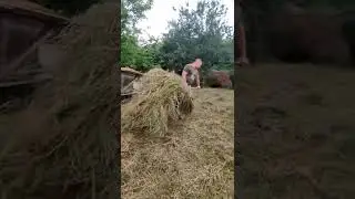 Это жизнь в деревне!