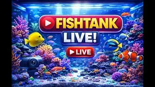 LIVE Aquarium | Real-Time Peaceful Fish Tank &ndash; Natural Calm Underwater World