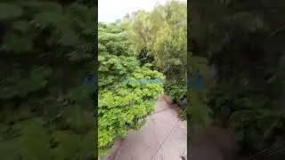 just view #shortvideo #youtubeshorts #plantation #wildlife #view