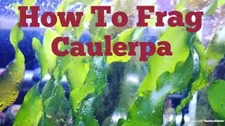 How to frag Caulerpa Macro Algae! (Anybody can do this)