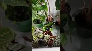 Spring Plant Reset 🌱  #houseplants #plants #shorts