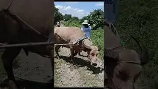 alaala ni Golden Boy