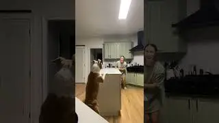 Dog And Mom Play Hide-And-Seek Around Kitchen
