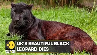 WION Climate Tracker: UK's last captive black leopard Zoysa dies at Exmoor Zoo on his birthday