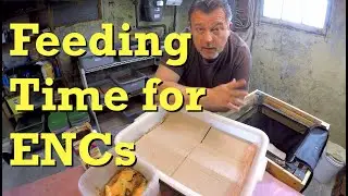 Euro nightcrawler systems get fed after a week - worm farm vermicomposting