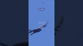 Meet Argentavis  The Giant Bird That Ruled the Skies