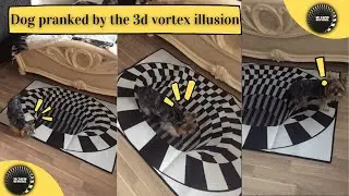 Special 3d vortex illusion rug 2022 for your dogs