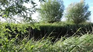 Song of the Marsh Warbler