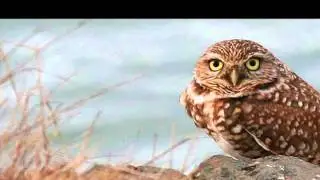 Owl Stretching Time-Los Staremasters