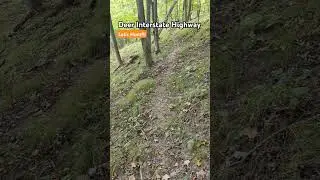 Epic deer trails! Best hunting land! #deer #hunting #deerhunting #woods #shorts