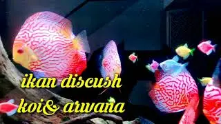 ikan dishcus and arwana koi besar@ghi_gie @eshavlog
