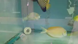 Quoyi Parrotfish $179 - Jakarta