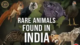 Rare Animals Found In India #RedPanda #IndianWildlife #HimalayanFauna #RareAnimalsIndia #PurpleFrog