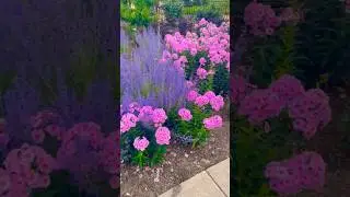 Beautiful Flower Garden with Lavender, Phlox, and Globe Thistle #nature #amazing #trending