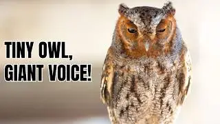 Flammulated Owl: The Tiny Owl with a Giant Voice You'll Never See Coming