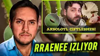 RRaenee - Karınca &Ccedil;iftliğim 