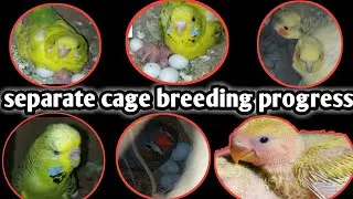 My Separate Cage Breeding Progress || birds breeding tips