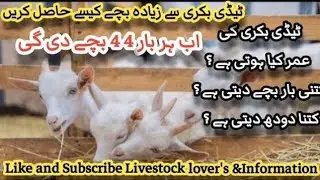 #Teddy #Bakri ki Umer Kia Hoti hai ?What is Teddy goats Age ?|