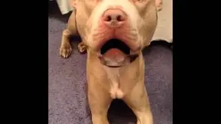 Swearing dog