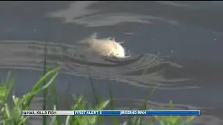Hail storm kills a large number of fish in Fountain Creek Regional Park
