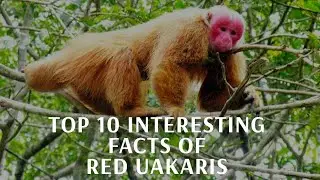 RED UAKARIS INTRESTING TOP 10 FACTS